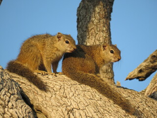 Coppia di scoiattoli al parco Kruger