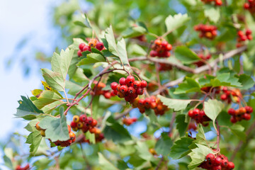 Hawthorn berries on a bush. Selective focus.