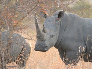 Il rinoceronte possente