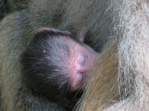 Cucciolo di macaco che mangia