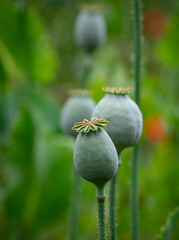 poppy flowers and poppy heads in sunshine