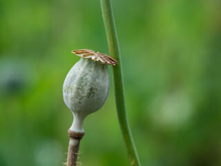 poppy flowers and poppy heads in sunshine