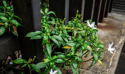 ornamental plants growing past the guardrail
