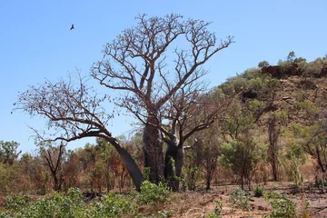 Fototapete Rund Boab tree (Adansonia gregorii) near the town of Kununurra in the East Kimbrley region of Western Australia.. © SJM 51