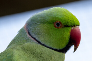 Ring-necked Parakeet