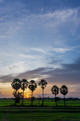 Fototapeta na wymiar Silhouetted native leafless trees in rice field showing dramatic winter cloud and weather patterns