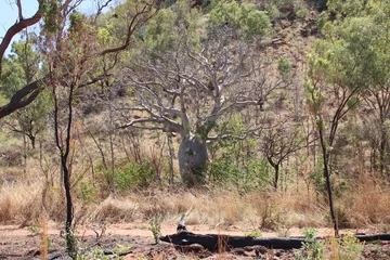 Keuken spatwand met foto Boab tree (Adansonia gregorii) near the town of Kununurra in the East Kimbrley region of Western Australia.. © SJM 51