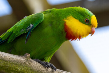 Superb Parrot of Australia
