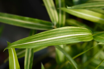 Dwarf white-striped Bamboo