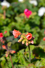 Obraz premium Horse-shoe pelargonium