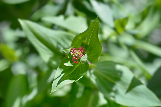 Red Valerian