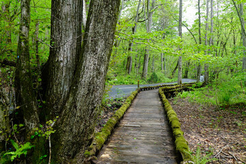 Obraz premium Deep forest of Oirase Gorge in Aomori, Japan