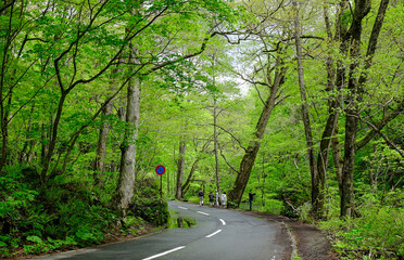 Deep forest of Oirase Gorge in Aomori, Japan