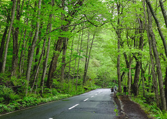 Deep forest of Oirase Gorge in Aomori, Japan