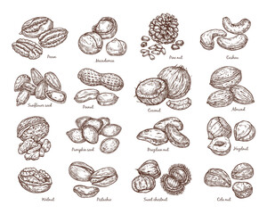 Set sketch of nuts. Vector illustration of nuts in vintage style. Isolated elements for design, packaging.