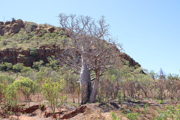 Fototapeta na wymiar Boab tree (Adansonia gregorii) near the town of Kununurra in the East Kimbrley region of Western Australia..