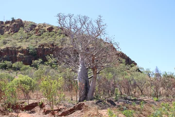Selbstklebende Fototapeten Boab tree (Adansonia gregorii) near the town of Kununurra in the East Kimbrley region of Western Australia.. © SJM 51