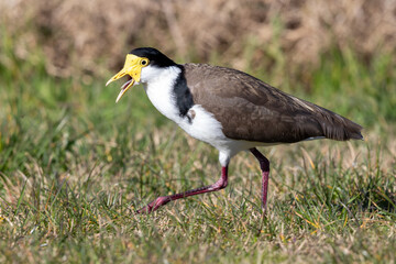 Spur-winged Plover / Masked Lapwing in New Zealand