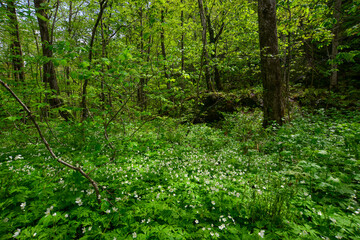 Deep forest of Oirase Gorge in Aomori, Japan