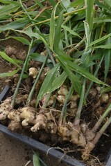 Ginger cultivation. Ginger is Zingiberaceae perennial and its roots are used for spices and herbal medicines. 