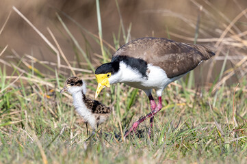 Spur-winged Plover / Masked Lapwing in New Zealand