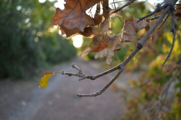 autumn leaves in a tree