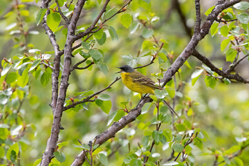 Gray headed wagtail (Motacilla flava Thunbergi) singing in Sweden