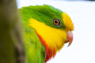 Superb Parrot of Australia