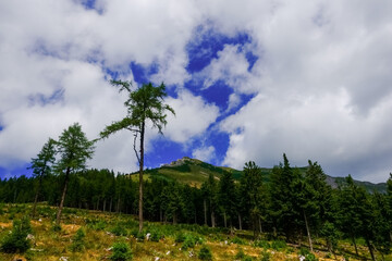 pine trees while hiking in the mountains with many white clouds