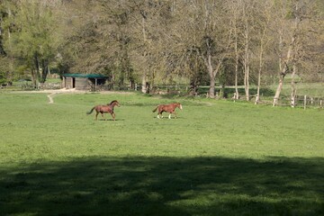 horse in the meadow