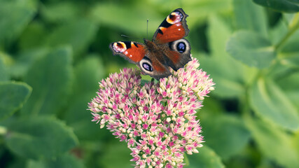 butterfly on flower