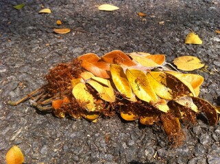 Army of Ants working together