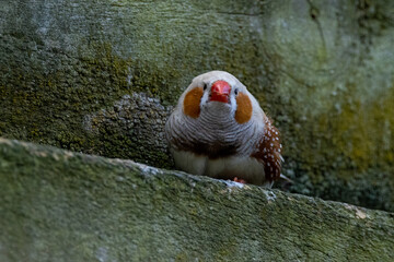 Zebra Finch of Australasia