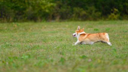 Naklejka na ściany i meble Orange and white corgi happy running on the green field
