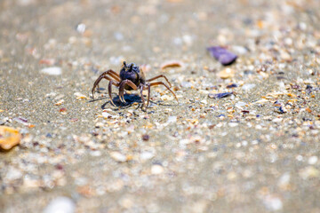 crab running on the beach