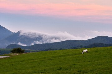 Fototapeta premium Sunset in a meadow with a white horse with the mountains in the background covered in mist