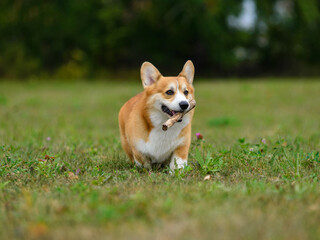 Orange and white happy corgi on a green field