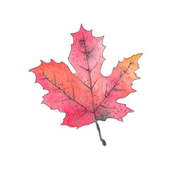 Autumn watercolor leave
