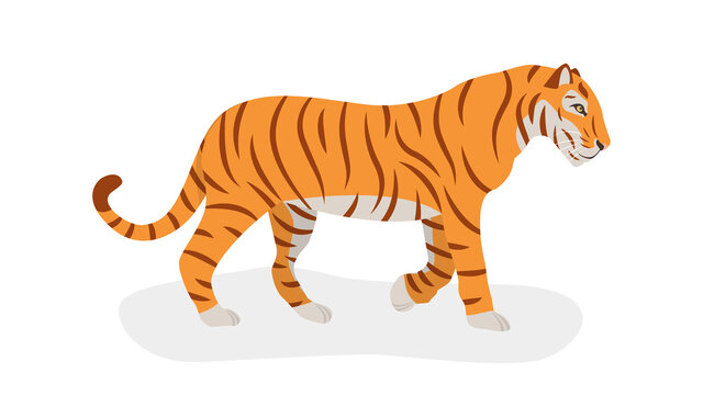 Tiger is walking. Isolated on a white background. Side view. The symbol of the new 2022. Vector. Cartoon style