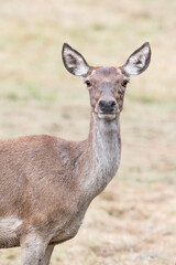 Naklejka na ściany i meble Red deer female in the meadow at morning (Cervus elaphus)