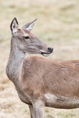 Extreme closeup for a beautiful deer female in autumn season (Cervus elaphus)