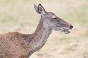Extreme closeup for a beautiful deer female (Cervus elaphus)