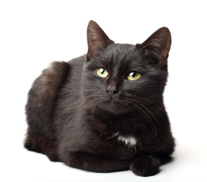 Black cat photo on white background.