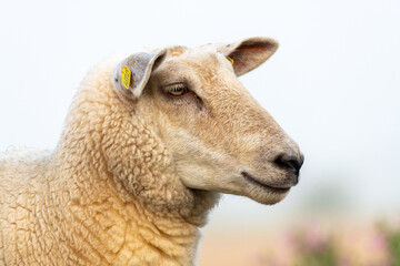 Schaf Portrait 02