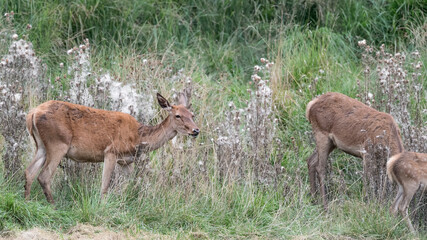 Fototapeta na wymiar Herd of deer among the brushwood (Cervus elaphus)