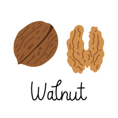 Flat hand-drawn illustration of a walnut and a walnut in a shell with monoline inscription. Colorful vector drawing isolated on white background. 