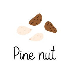 Flat hand-drawn illustration of two pine (cedar) nuts, two nuts in shells with monoline inscription. Colorful vector drawing isolated on white background. 