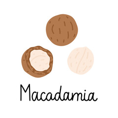 Flat hand-drawn illustration of a macadamia, half of a nut and a nut in a shell with monoline inscription. Colorful vector drawing isolated on white background. 