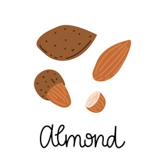 Flat hand-drawn illustration of an almond with monoline inscription. Nut in shell, half of a nut. Colorful vector drawing isolated on white background. 