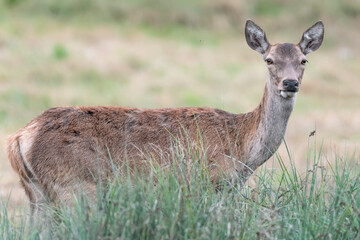 Fine art portrait of deer female (Cervus elaphus)